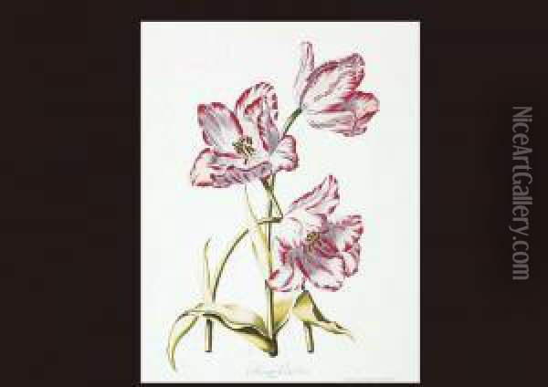 Tulip Oil Painting - Johann Michael Seligmann