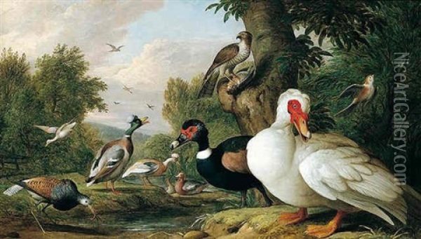 Muscovy And Tufted Duck With A Ruff, Sparrow Hawk And Other Birds Beside A Stream Oil Painting - Jakob Bogdani