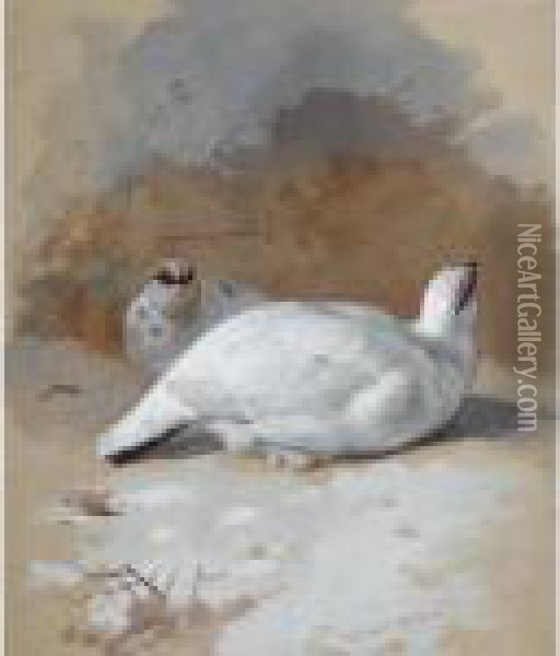 A Brace Of Ptarmigan In The Snow Oil Painting - Archibald Thorburn