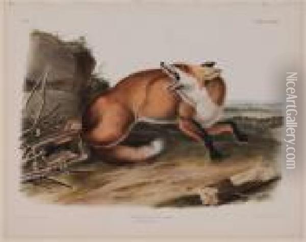 Vulpes Fulvs...american Red-fox Oil Painting - John James Audubon