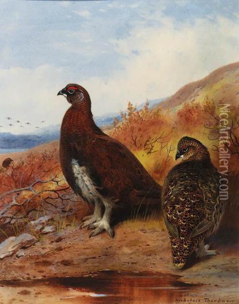A Pair Of Red Grouse At The Water's Edge, In Moorland Oil Painting - Archibald Thorburn