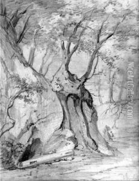 Etude D'arbre Oil Painting - Domenico, Dominique Trachel