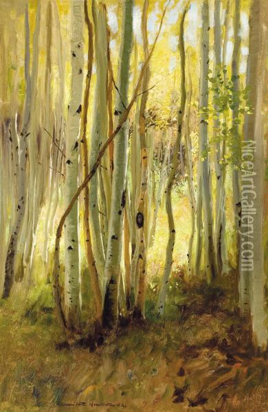 Sunlit Birch Forest Oil Painting - Hamilton Hamilton