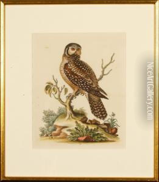 The Little Hawkowl Oil Painting - George Edwards