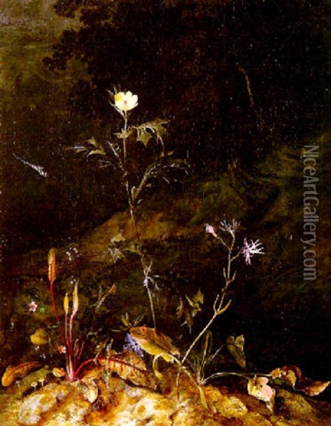 Nature Morte De Sous-bois A La Libellule Oil Painting - Otto Marseus van Schrieck