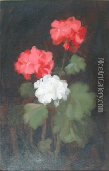 Geraniums Oil Painting - Stuart James Park