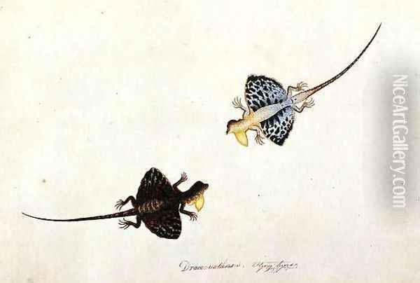 Flying Lizard, Draco volans, Soompah Soompah, from 'Drawings of Animals, Insects and Reptiles from Malacca', c.1805-18 Oil Painting - Anonymous Artist