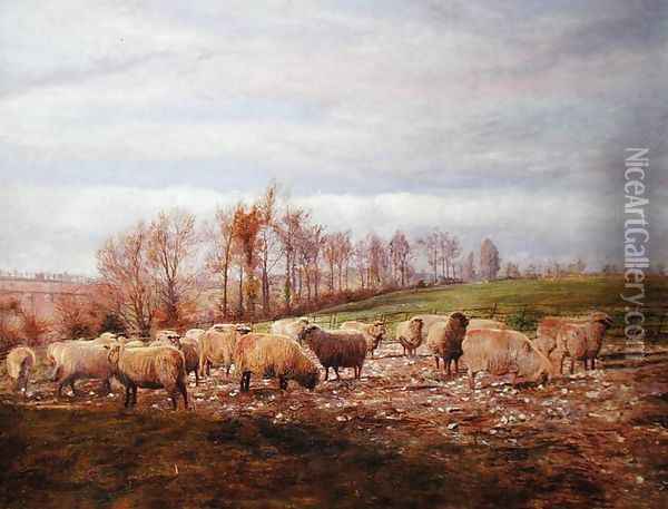 Sheep grazing on turnip tops Oil Painting - Walter Scott-Boyd