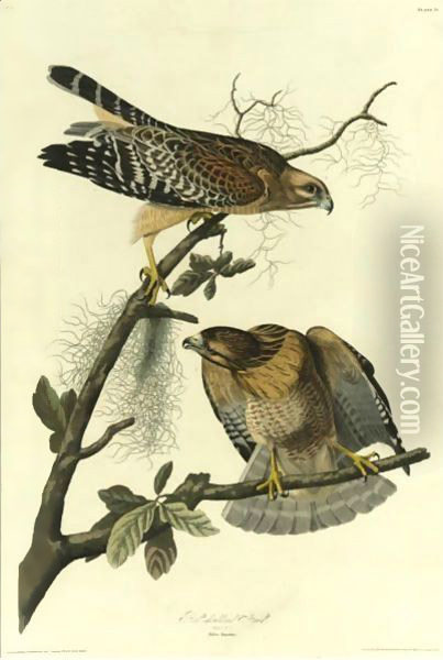 Red-Shouldered Hawk (Plate 56) Oil Painting - John James Audubon