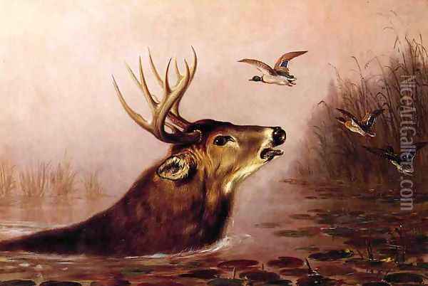 Deer in Marsh Oil Painting - Arthur Fitzwilliam Tait