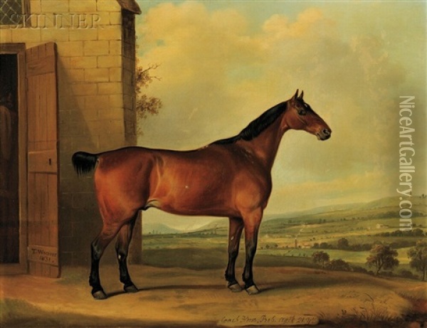 Coach Horse, Bob, Aged 21 Years Oil Painting - Thomas Weaver