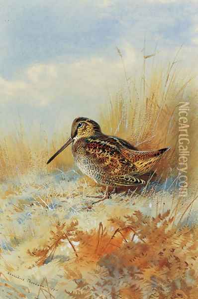 A woodcock at the edge of a field Oil Painting - Archibald Thorburn