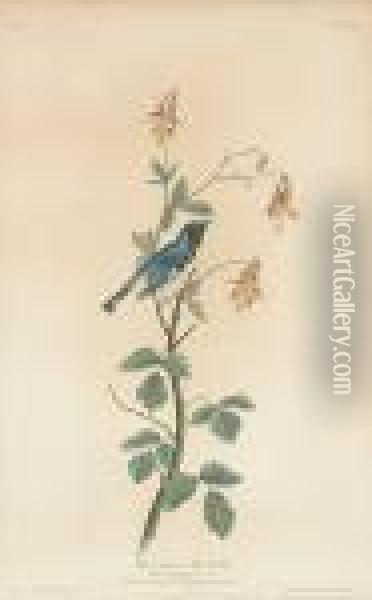 Black-throated Blue Warbler (pl. Clv) Oil Painting - John James Audubon