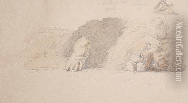 Study Of A Sleeping Lion Oil Painting - William Strutt