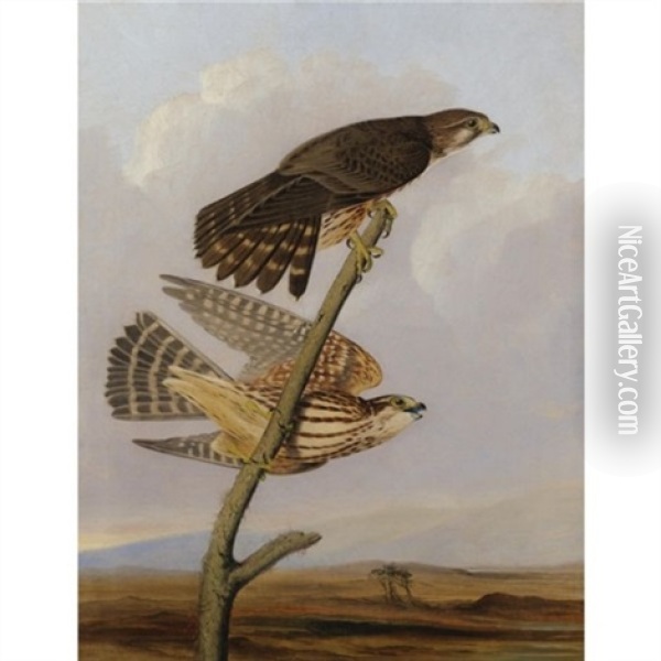 Pigeon Hawk - Falco Columbarius (after John James Audubon) Oil Painting - Joseph Bartholemew Kidd