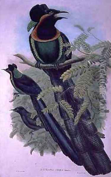 Arfak Astrapia Astrapia Nigra Bird of Paradise Oil Painting - William M. Hart