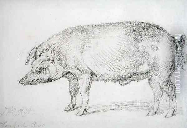 Hereford Boar, c.1803-04 Oil Painting - James Ward