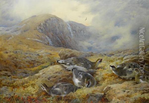 Danger Aloft - Ptarmigan Oil Painting - Archibald Thorburn