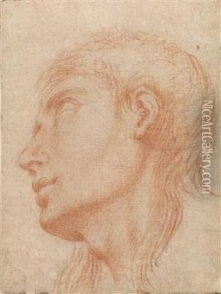 The Head Of A Young Man In Profile Towards Left Oil Painting - Francesco Albani
