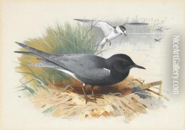Black Tern; Great Shearwater Oil Painting - Archibald Thorburn