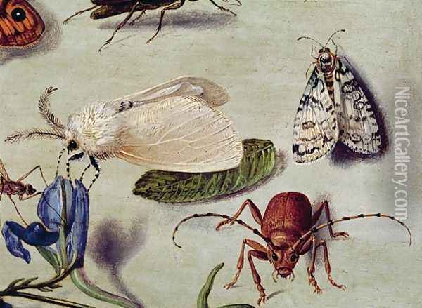 Still life detail of insects Oil Painting - Ferdinand van Kessel