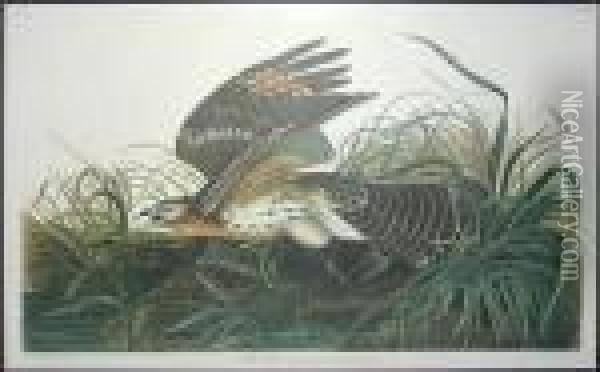 Winter Hawk Oil Painting - John James Audubon