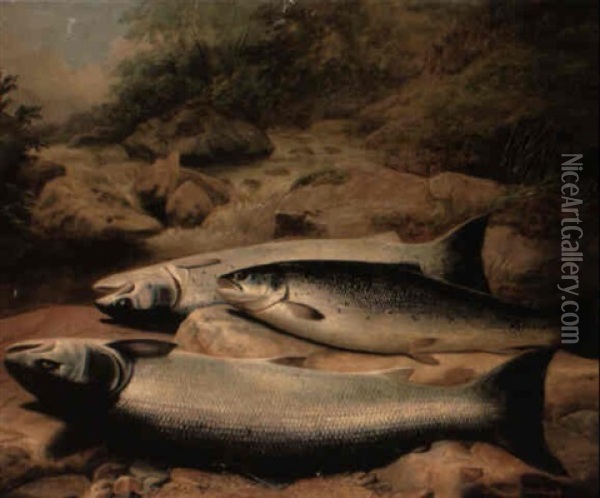 Study Of Salmon On A Rocky Riverbank Oil Painting - John Bucknell Russell
