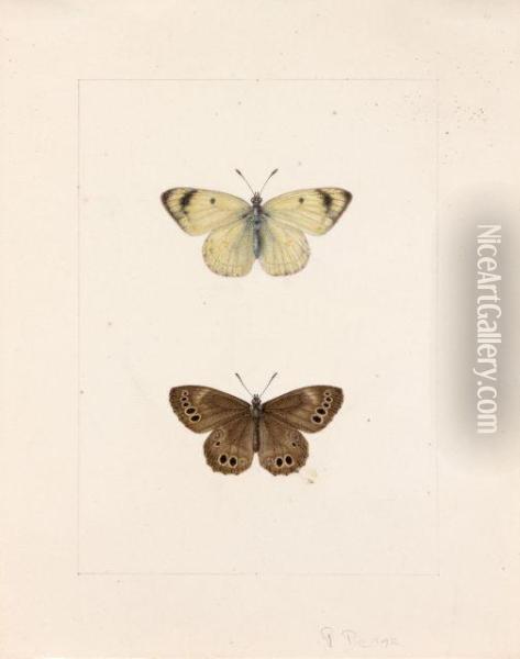 Un Papillon Blanc Appele Gaze Et Un Nymphalidae Satyrnae Marron A Points Noirs Oil Painting - Pancrace Bessa