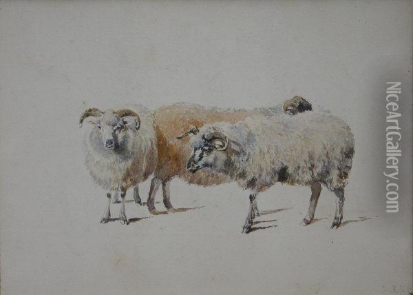 Study Of Sheep Oil Painting - John Isaac Richardson