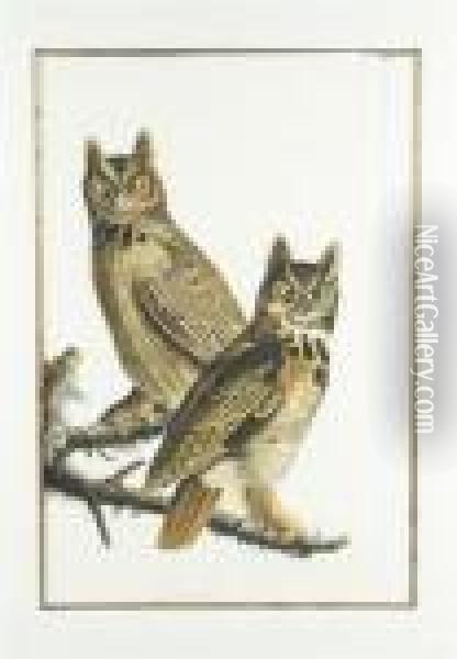 Great Horned Owl Oil Painting - John James Audubon