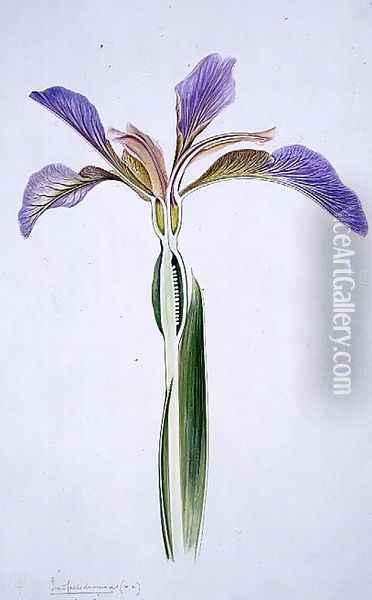 Drawing 173a Iris foetidissima (Stinking Iris) 1906 Oil Painting - Arthur Henry Church