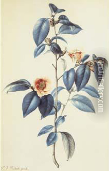 Redoute - Camellia Japonica Oil Painting - Pierre-Joseph Redoute