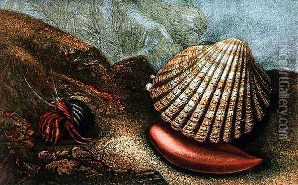 Cardum Rusticum and Pagurus Bernhardi in a Periwinkle Shell Oil Painting - Charles Kingsley