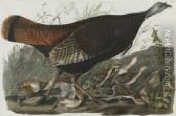 Wild Turkey...female And Young (plate Vi) Oil Painting - John James Audubon
