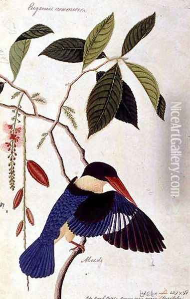 Kingfisher or Alced, Poko Booah Pootal, Boorong radja oodang, from 'Drawings of Birds from Malacca', c.1805-18 Oil Painting - Anonymous Artist