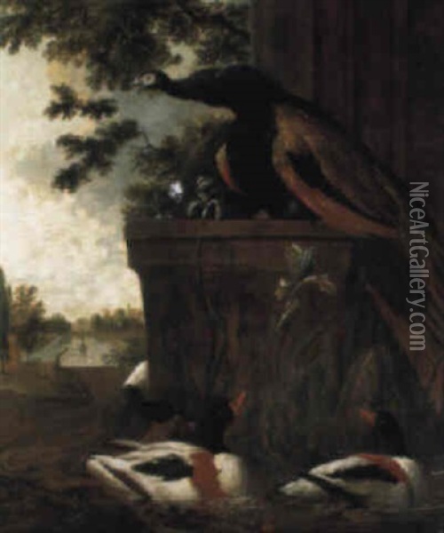 A Peacock On A Plinth And Ducks In A Lily Pond Near An Ornamental Lake Oil Painting - Melchior de Hondecoeter