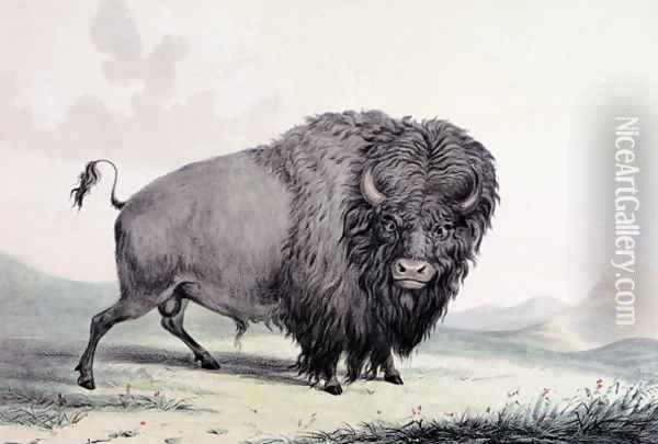 A Buffalo bull grazing Oil Painting - George Catlin