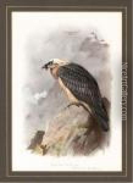 A Bearded Vulture Oil Painting - Archibald Thorburn