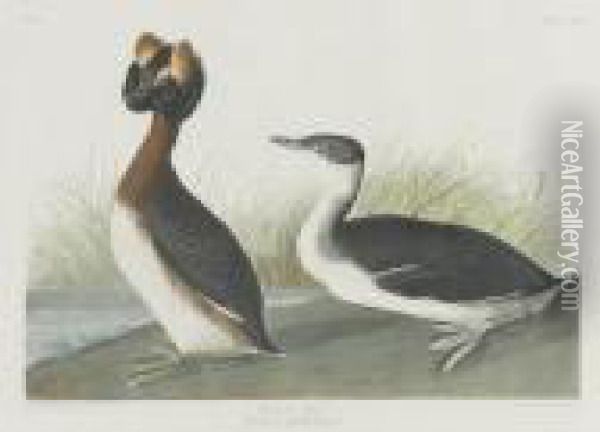Horned Grebe Oil Painting - John James Audubon