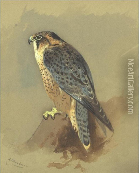 Peregrine Falcon Oil Painting - Archibald Thorburn