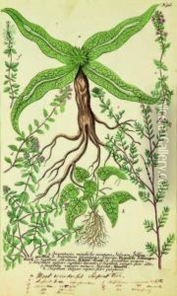 9 Different Herbs Including Serpentariamirabilis Or Wonderful Serpent Tree Oil Painting - Johann Wilhelm Weinmann