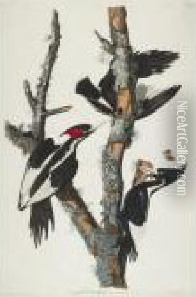 Ivory-billed Woodpecker (plate Lxvi) Oil Painting - John James Audubon