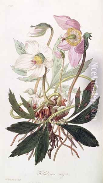 Christmas Rose: from 'Medical Botany', 1827 Oil Painting - William Clark