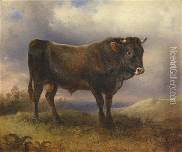 A Bull Oil Painting - Friedrich Gauermann