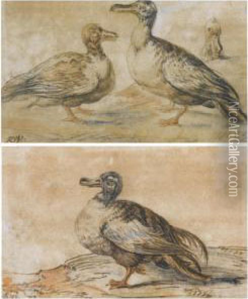 A Pair Of Studies Of Ducks Oil Painting - Rochus Van Veen