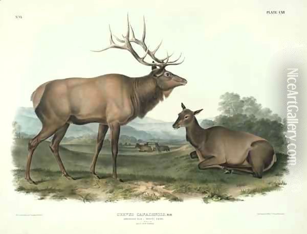 Cervus Canadensis (American Elk, Wapiti Deer) Oil Painting - John James Audubon