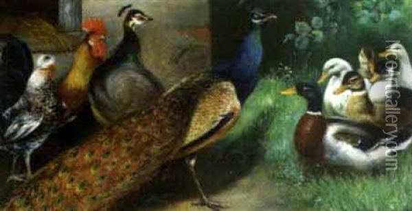 Huhner, Pfaue Und Enten Oil Painting - Alfred Schoenian