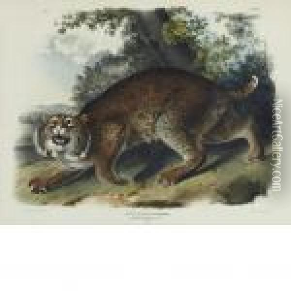 Common American Wild Cat Oil Painting - John James Audubon