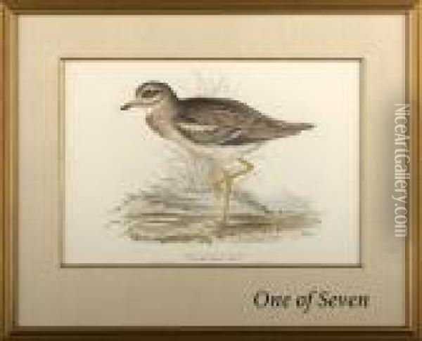 Avian Studies Oil Painting - John H. Gould