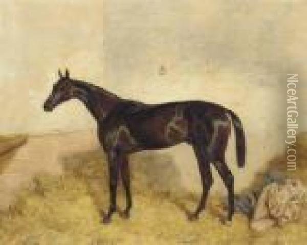A Dark Bay Racehorse In A Loosebox Oil Painting - Harry Hall